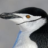 Chinstrap penguin. Adult. South Shetland Islands, Antarctica, November 2019. Image &copy; Mark Lethlean by Mark Lethlean