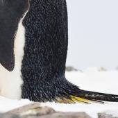 Chinstrap penguin. Detail of the tail. Robert Island, Antarctica, December 2015. Image &copy; Cyril Vathelet by Cyril Vathelet