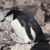 Chinstrap penguin. Adult brooding downy chick. Half Moon Island, South Shetland Islands, December 2008. Image &copy; Alan Tennyson by Alan Tennyson