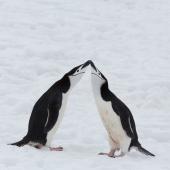 Chinstrap penguin. Pair greeting. Half Moon Island, South Shetland Islands, November 2014. Image &copy; Sonja Ross by Sonja Ross