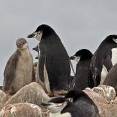Chinstrap penguin. Adults with chicks. Hardy Cove, South Shetland Islands, January 2016. Image &copy; Rebecca Bowater  by Rebecca Bowater FPSNZ AFIAP www.floraandfauna.co.nz