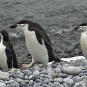 Chinstrap penguin. Adults on beach. Hardy Cove, South Shetland Islands, January 2016. Image &copy; Rebecca Bowater  by Rebecca Bowater FPSNZ AFIAP www.floraandfauna.co.nz