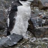 Chinstrap penguin. Moulting adult. Hannah Point, Livingston Island, Antarctic Peninsula, February 2015. Image &copy; Tony Whitehead by Tony Whitehead www.wildlight.co.nz