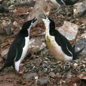Chinstrap penguin. Adults displaying at nest with eggs. Half Moon Island, South Shetland Islands, December 2007. Image &copy; Colin Miskelly by Colin Miskelly