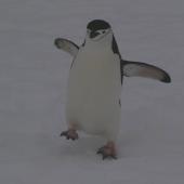Chinstrap penguin. Adult. Half Moon Island, South Shetland Islands, December 2007. Image &copy; Colin Miskelly by Colin Miskelly