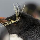 Western rockhopper penguin. Adult face and crest detail. Sea Lion Island, Falkland Islands, November 2018. Image &copy; Glenda Rees by Glenda Rees https://www.facebook.com/NZBANP/https://www.flickr.com/photos/nzsamphotofanatic/