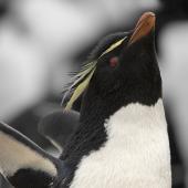 Western rockhopper penguin. Adult stretching. Bleaker Island, Falkland Islands, November 2018. Image &copy; Glenda Rees by Glenda Rees https://www.facebook.com/NZBANP/https://www.flickr.com/photos/nzsamphotofanatic/