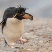Western rockhopper penguin. Adult walking. Bleaker Island, Falkland Islands, November 2018. Image &copy; Glenda Rees by Glenda Rees https://www.facebook.com/NZBANP/https://www.flickr.com/photos/nzsamphotofanatic/