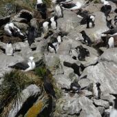 Western rockhopper penguin. Colony mixed with black-browed mollymawks . Falkland Islands, December 2008. Image &copy; Alan Tennyson by Alan Tennyson