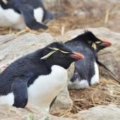 Western rockhopper penguin. Adults incubating. New Island, Falkland Islands, December 2015. Image &copy; Cyril Vathelet by Cyril Vathelet