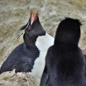 Western rockhopper penguin. Adults displaying. New Island, Falkland Islands, December 2015. Image &copy; Cyril Vathelet by Cyril Vathelet