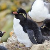 Western rockhopper penguin. Adult with egg. New Island, Falkland Islands, December 2015. Image &copy; Cyril Vathelet by Cyril Vathelet