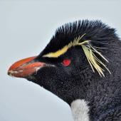 Western rockhopper penguin. Adult. New Island, Falkland Islands, December 2015. Image &copy; Cyril Vathelet by Cyril Vathelet