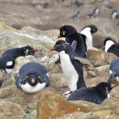 Western rockhopper penguin. Adults at breeding colony. New Island, Falkland Islands, December 2015. Image &copy; Cyril Vathelet by Cyril Vathelet