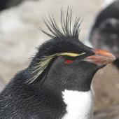 Western rockhopper penguin. Adult. West Point, Falkland Islands, December 2008. Image &copy; Alan Tennyson by Alan Tennyson