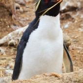 Western rockhopper penguin. Adult bringing a tussock straw to its nest. New Island, Falkland Islands, December 2015. Image &copy; Cyril Vathelet by Cyril Vathelet