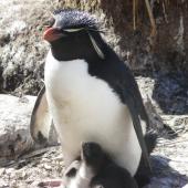 Western rockhopper penguin. Adult with chicks. West Point, Falkland Islands, December 2008. Image &copy; Alan Tennyson by Alan Tennyson