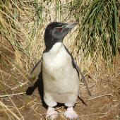 Western rockhopper penguin. Adult. West Point, Falkland Islands, December 2008. Image &copy; Alan Tennyson by Alan Tennyson