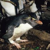 Western rockhopper penguin. Adult with Snares crested penguins. Hoho Bay, Snares Islands, November 1986. Image &copy; Alan Tennyson by Alan Tennyson