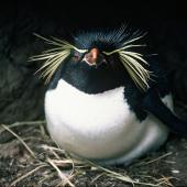 Eastern rockhopper penguin | Tawaki piki toka. Front view of adult on nest. Antipodes Islands, November 1978. Image &copy; Department of Conservation ( image ref: 10035673 ) by John Kendrick Department of Conservation  Courtesy of Department of Conservation