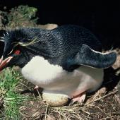 Eastern rockhopper penguin | Tawaki piki toka. Adult on nest with egg. Antipodes Islands, November 1978. Image &copy; Department of Conservation ( image ref: 10033894 ) by John Kendrick Department of Conservation   Courtesy of Department&nbsp;Conservation