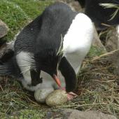 Eastern rockhopper penguin. Adult female scratching (smaller first-laid egg in anterior position). Penguin Bay, Campbell Island, November 2010. Image &copy; Kyle Morrison by Kyle Morrison