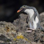 Eastern rockhopper penguin. Adult hopping showing black soles to pale pink feet. Auckland Island, January 2016. Image &copy; Tony Whitehead by Tony Whitehead www.wildlight.co.nz
