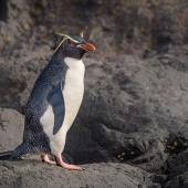 Eastern rockhopper penguin. Adult. Auckland Island, January 2016. Image &copy; Tony Whitehead by Tony Whitehead www.wildlight.co.nz