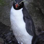 Eastern rockhopper penguin. Adult standing showing front view of head. Antipodes Island, March 2009. Image &copy; Mark Fraser by Mark Fraser