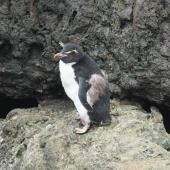 Eastern rockhopper penguin | Tawaki piki toka. Immature near end of moult. Cape Palliser, February 2017. Image &copy; David Thomas by David Thomas