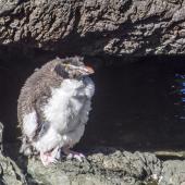 Eastern rockhopper penguin | Tawaki piki toka. Moulting immature. Cape Palliser, February 2017. Image &copy; Grace Sharp by Grace Sharp