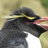 Eastern rockhopper penguin. Close view of adult showing gape. Campbell Island, October 2010. Image &copy; Kyle Morrison by Kyle Morrison