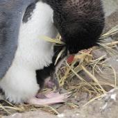 Eastern rockhopper penguin | Tawaki piki toka. Adult feeding chick at nest. Campbell Island, December 2010. Image &copy; Kyle Morrison by Kyle Morrison
