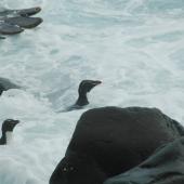 Eastern rockhopper penguin | Tawaki piki toka. Adults swimming in surf. Campbell Island, November 2011. Image &copy; Kyle Morrison by Kyle Morrison