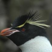 Eastern rockhopper penguin | Tawaki piki toka. Close view of adult head in profile. Campbell Island, December 2011. Image &copy; Kyle Morrison by Kyle Morrison