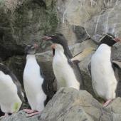 Eastern rockhopper penguin | Tawaki piki toka. Subadult 1-2-year-olds with grey throats. Campbell Island, December 2011. Image &copy; Kyle Morrison by Kyle Morrison