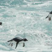 Eastern rockhopper penguin | Tawaki piki toka. Porpoising adults in the air. Campbell Island, January 2012. Image &copy; Kyle Morrison by Kyle Morrison