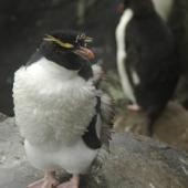 Eastern rockhopper penguin | Tawaki piki toka. Subadult moulting. Campbell Island, January 2012. Image &copy; Kyle Morrison by Kyle Morrison