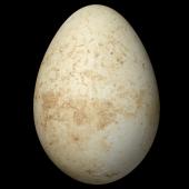 Eastern rockhopper penguin. Egg 74.5 x 52.6 mm (NMNZ OR.021486, collected by Christopher Robertson). Antipodes Islands, November 1978. Image &copy; Te Papa by Jean-Claude Stahl
