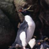 Eastern rockhopper penguin | Tawaki piki toka. Adult at breeding colony. Antipodes Island, October 1995. Image &copy; Terry Greene by Terry Greene