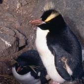 Eastern rockhopper penguin. Paired and attempting to breed with erect-crested penguin. Antipodes Island, November 1995. Image &copy; Terry Greene by Terry Greene