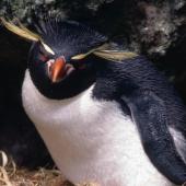Eastern rockhopper penguin | Tawaki piki toka. Breeding adult showing crest tassles. Antipodes Island, October 1995. Image &copy; Terry Greene by Terry Greene