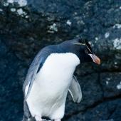 Eastern rockhopper penguin. Adult. Auckland Islands, January 2010. Image &copy; John Woods by John Woods