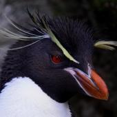 Eastern rockhopper penguin | Tawaki piki toka. Close view of adult showing crest tassles. Antipodes Island, March 2009. Image &copy; Mark Fraser by Mark Fraser