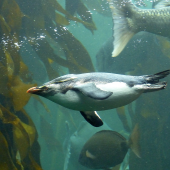 Moseley's rockhopper penguin. Adult swimming. Two Oceans Aquarium, Cape Town, November 2015. Image &copy; Alan Tennyson by Alan Tennyson