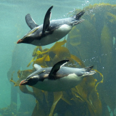 Northern rockhopper penguin. Adults swimming. Two Oceans Aquarium, Cape Town, November 2015. Image &copy; Alan Tennyson by Alan Tennyson