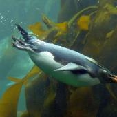 Northern rockhopper penguin. Adult swimming. Two Oceans Aquarium, Cape Town, November 2015. Image &copy; Alan Tennyson by Alan Tennyson