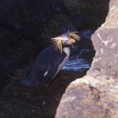 Northern rockhopper penguin. Adult (first New Zealand record). Rangatira Island, Chatham Islands, August 1968. Image &copy; Ian Ritchie by Ian Ritchie