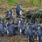 Northern rockhopper penguin. Adults returning to colony. Nightingale Island, March 2016. Image &copy; Gordon Petersen by Gordon Petersen © Gordon Petersen, petersenphoto.com