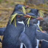 Northern rockhopper penguin. Adults. Nightingale Island, March 2016. Image &copy; Gordon Petersen by Gordon Petersen © Gordon Petersen, petersenphoto.com